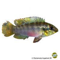 Silvias Prachtbuntbarsch (Pelvicachromis silviae)