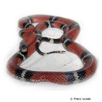 Sinaloa-Milchnatter (Lampropeltis triangulum sinaloae)