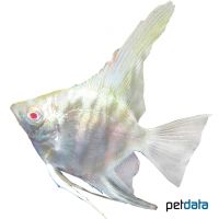 Skalar Albino (Pterophyllum scalare var.)