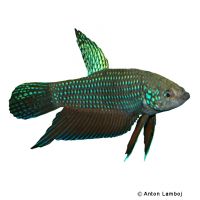 Smaragd-Kampffisch (Betta smaragdina)