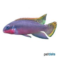 Smaragd-Prachtbarsch Nigeria-Red (Pelvicachromis taeniatus 'Nigeria-Red')