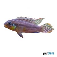 Smaragdprachtbarsch Nigeria-Gelb (Pelvicachromis taeniatus 'Nigeria-Yellow')