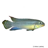 Smaragdprachtbarsch Nigeria-Grün (Pelvicachromis taeniatus 'Nigeria-Green')