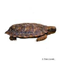 Spaltenschildkröte (Malacochersus tornieri)