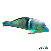 Spiegelfleck-Lippfisch (Coris aygula)