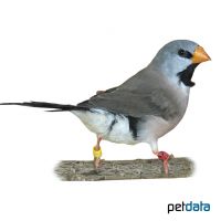 Spitzschwanzamadine gelbschnäblig (Poephila acuticauda acuticauda)