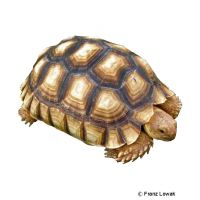 Spornschildkröte (Centrochelys sulcata)