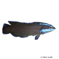 Springers Zwergbarsch (Pseudochromis springeri)