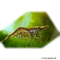 Sri Lanka-Zwerggarnele (Caridina simoni simoni)