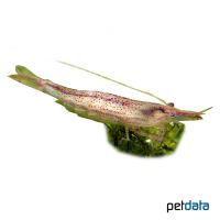 Stabgarnele 'Gelb' (Caridina brevicarpalis 'Gelb')