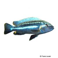 Stahlblauer Maulbrüter (Melanochromis vermivorus)