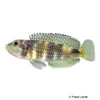 Stappers Schneckencichlide (Lamprologus stappersi)