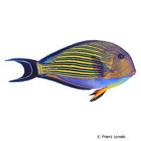 Streifen-Doktorfisch (Acanthurus lineatus)