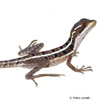 Streifenbasilisk (Basiliscus vittatus)