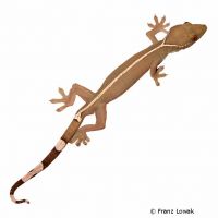 Streifengecko (Gekko vittatus)