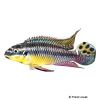 Streifenprachtbarsch Bipindi (Pelvicachromis kribensis 'Bipindi')