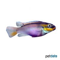 Streifenprachtbarsch Dehane (Pelvicachromis kribensis 'Dehane')