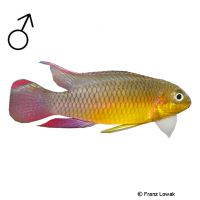 Streifenprachtbarsch Lobe (Pelvicachromis kribensis 'Lobe')