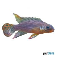 Streifenprachtbarsch Lokoundje (Pelvicachromis kribensis 'Lokoundje')