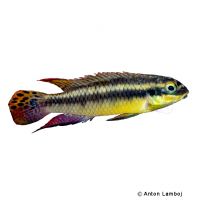 Streifenprachtbarsch Moliwe (Pelvicachromis kribensis 'Moliwe')