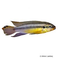 Streifenprachtbarsch (Pelvicachromis kribensis)