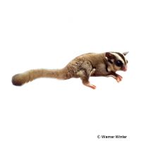 Sugar Glider (Petaurus breviceps)