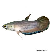 Sumatra-Kampffisch (Betta falx)