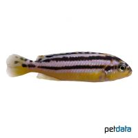 Türkisgoldbarsch (Melanochromis auratus)
