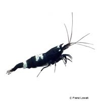 Taiwan Bee-Black Panda (Caridina logemanni 'Black Panda')