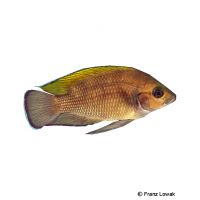 Tanganjika Buntbarsch (Variabilichromis moorii)