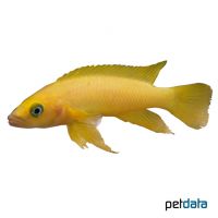 Tanganjika-Goldcichlide (Neolamprologus leleupi)