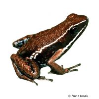 Tarapoto-Giftfrosch (Ameerega altamazonica)