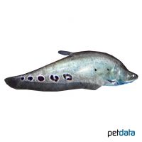Tausenddollarfisch (Chitala chitala)