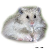 Teddyhamster (Mesocricetus auratus 'Teddy')