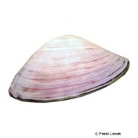 Teichmuschel-Rosa (Anodonta cygnea 'Pink')