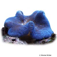 Teppichanemone 'Blue' (Stichodactyla haddoni 'Blue')