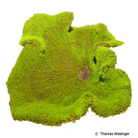 Teppichanemone 'Green' (Stichodactyla haddoni 'Green')