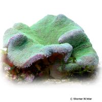 Teppichanemone 'Metallic Green' (Stichodactyla haddoni 'Metallic Green')