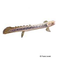 Teugelsi Flösselhecht (Polypterus teugelsi)
