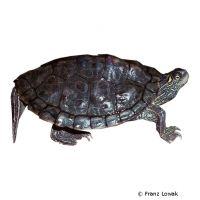 Texas-Höckerschildkröte (Graptemys versa)
