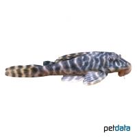 Tiger-Zwergschilderwels L80 (Peckoltia sp. 'L080')