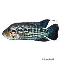 Tigerbuntbarsch (Parachromis motaguensis)
