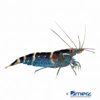 Tigergarnele Blau (Caridina mariae 'Blue Tiger')