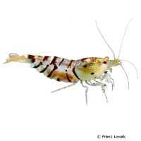 Tigergarnele (Caridina mariae)