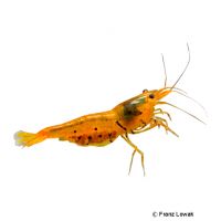 Tigergarnele Gold (Caridina mariae 'Golden Tiger')