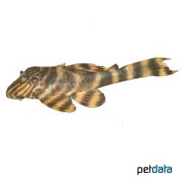 Tigerharnischwels L2 (Panaqolus sp. 'L002')