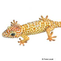 Tokeh-Albino (Gekko gecko)