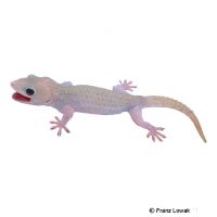 Tokeh-Axanthic Patternless (Gekko gecko)