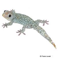 Tokeh-Blue Berry (Gekko gecko)