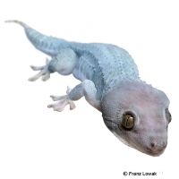 Tokeh-Blue Ghost (Gekko gecko)